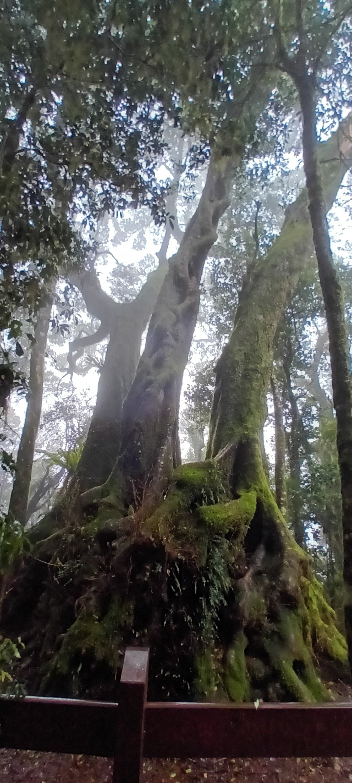 Best of All Lookout photo 2