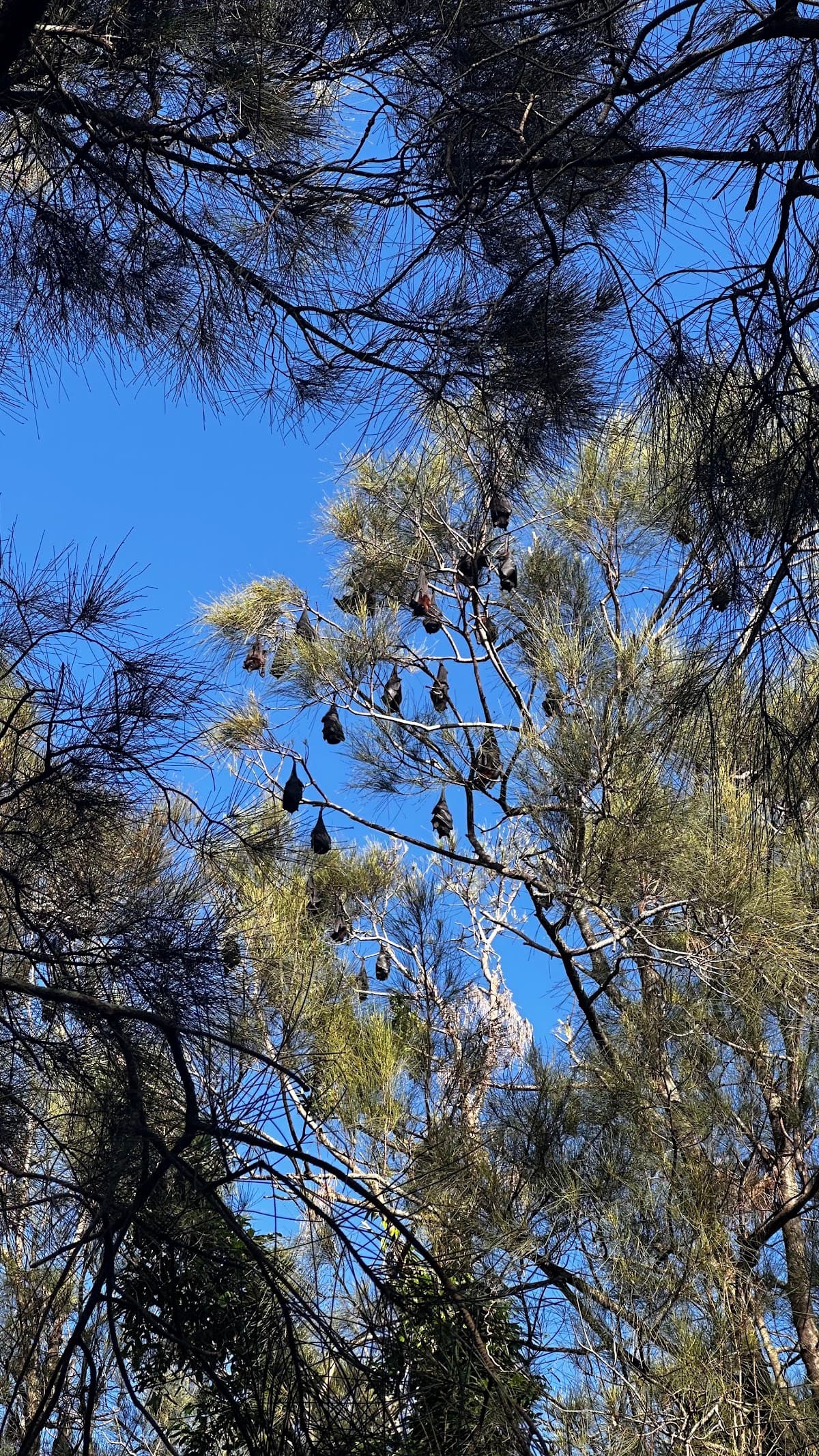 Byron Bay Skate Park photo 4