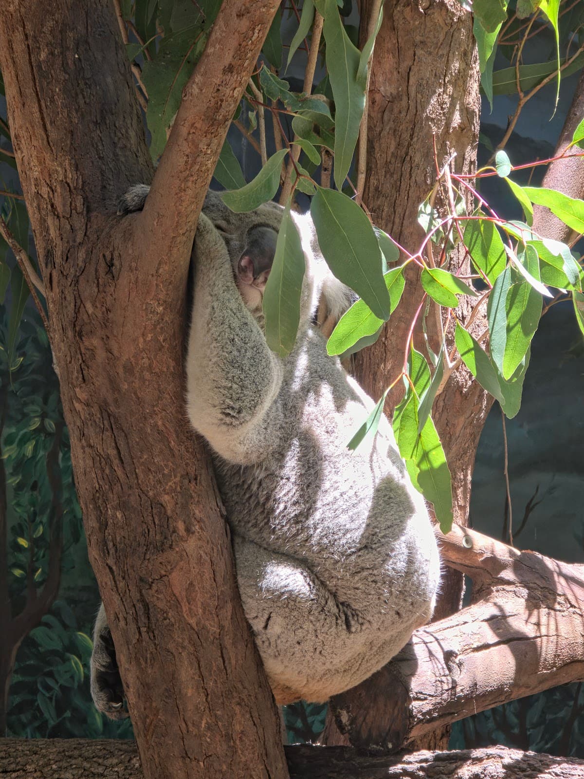 Byron Bay Wildlife Sanctuary photo 5