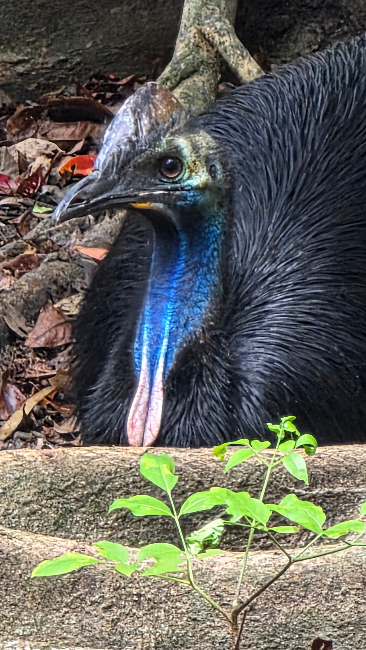 David Fleay Wildlife Park photo 2