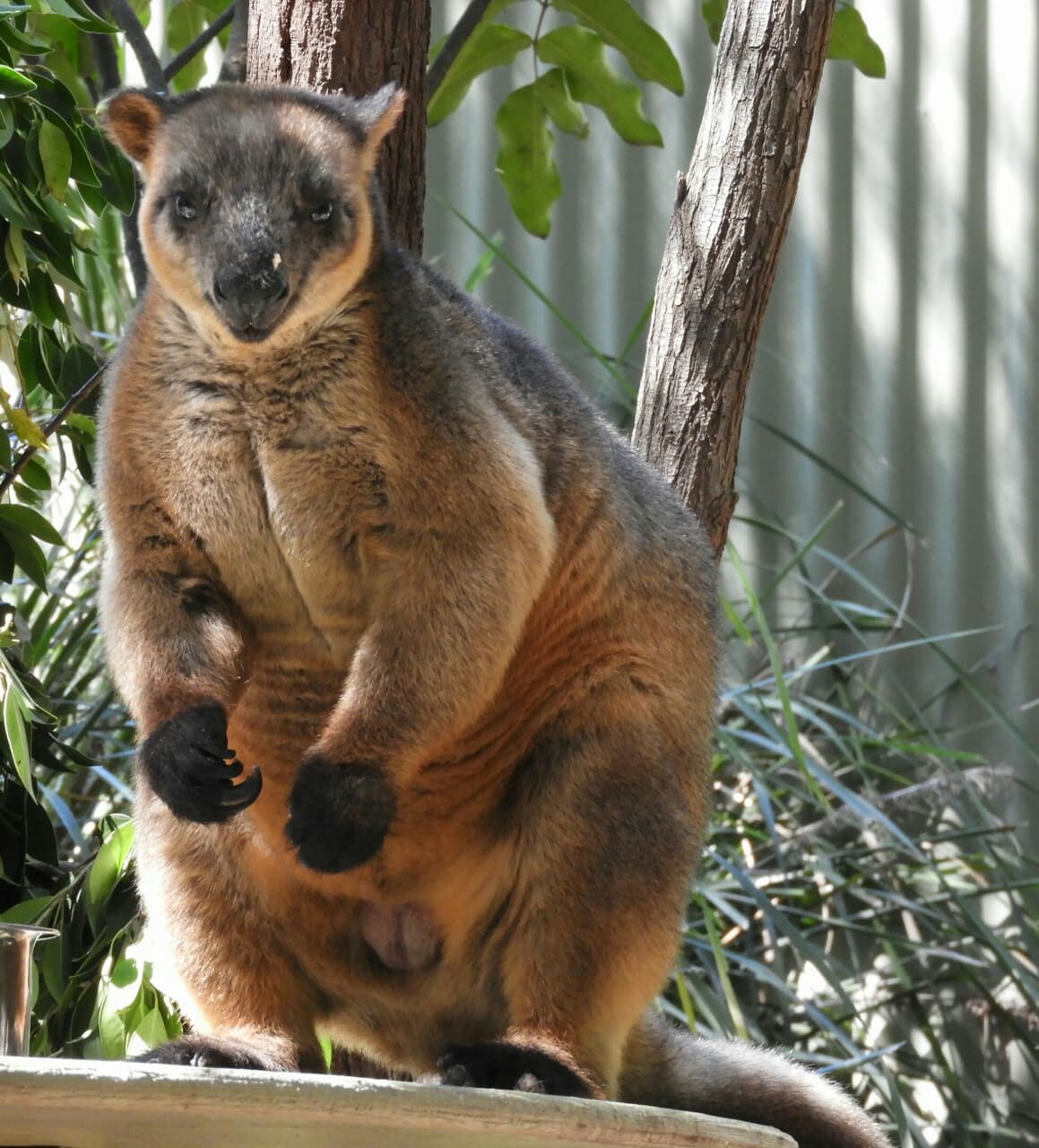 David Fleay Wildlife Park photo 4