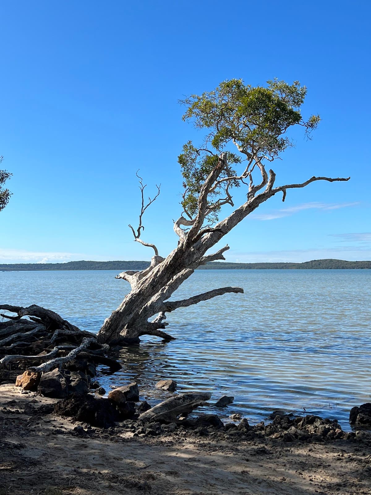 Lake Weyba Foreshore Public Park photo 2