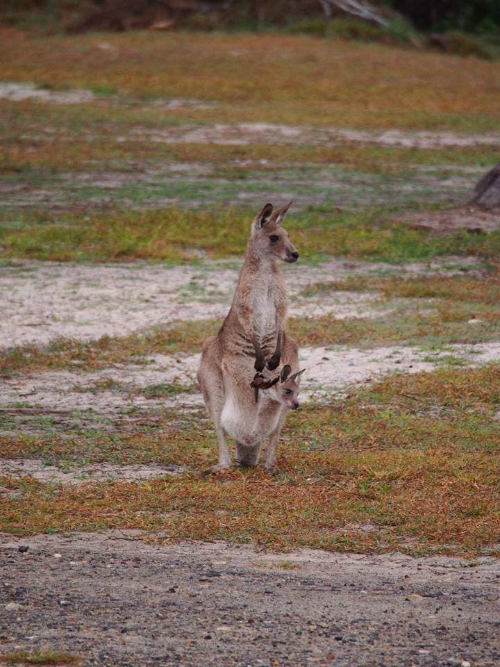 Noosa North Shore Beach Campground photo 3