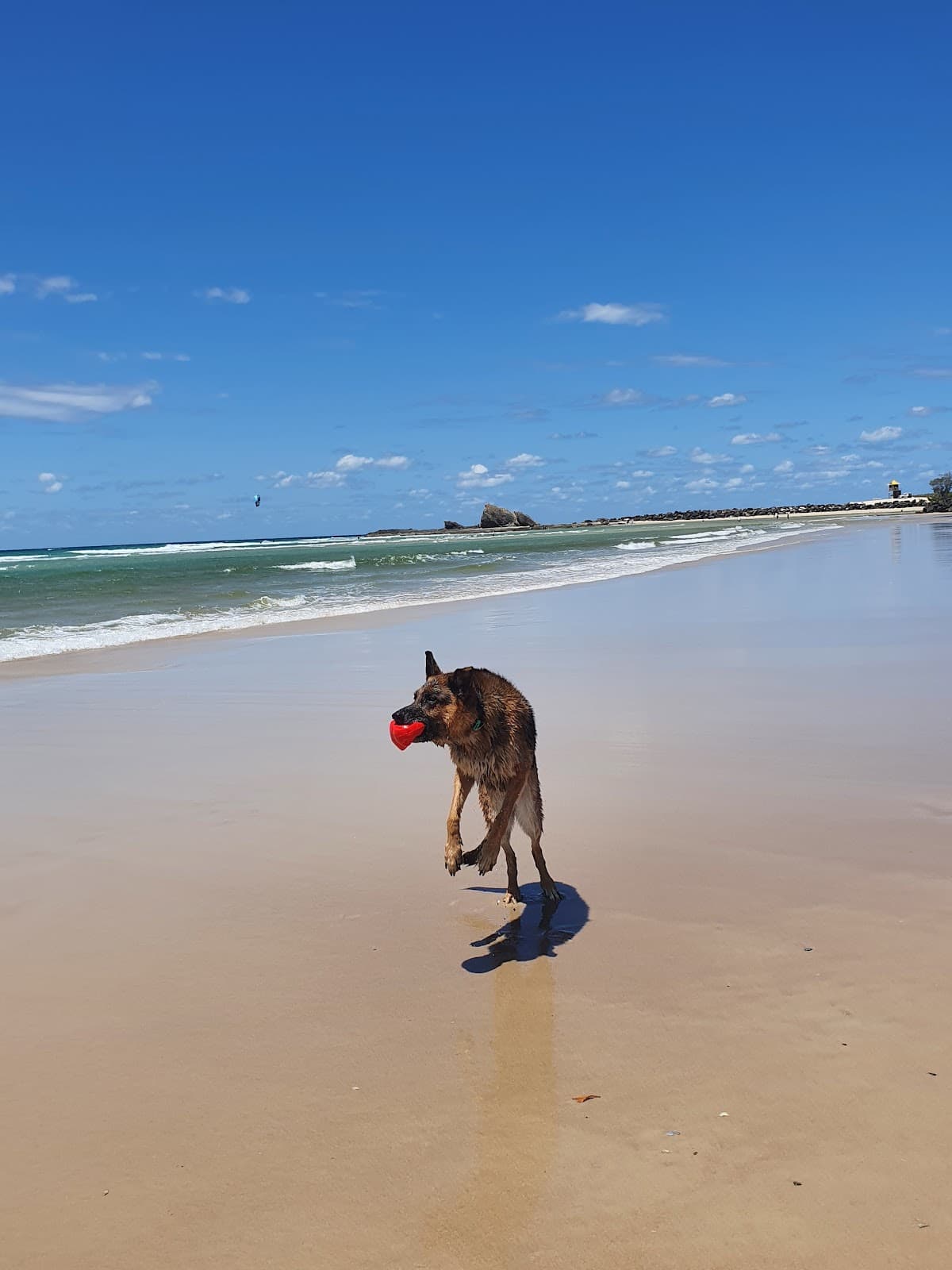Palm Beach Dog Off-Leash Beach photo 5