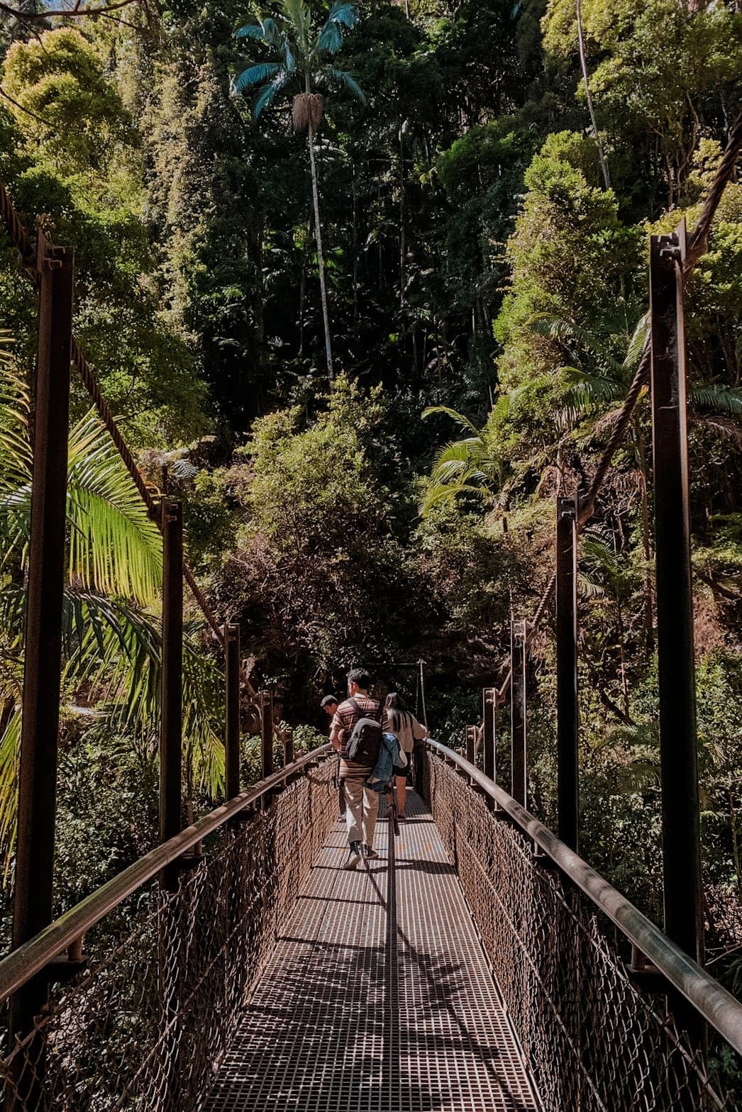 Purling Brook Falls, Springbrook National Park photo 5