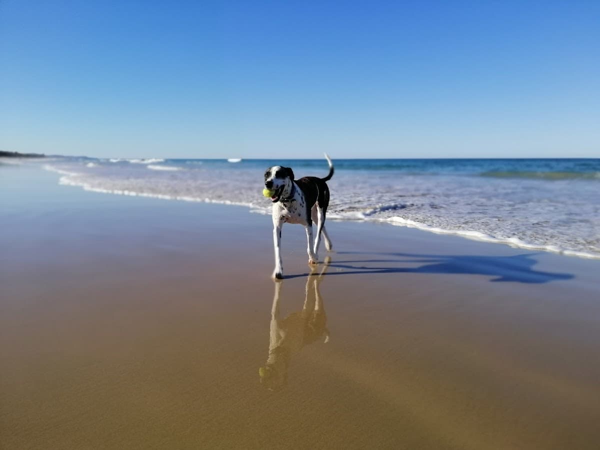 Stumers Creek Dog Offleash Area photo 4