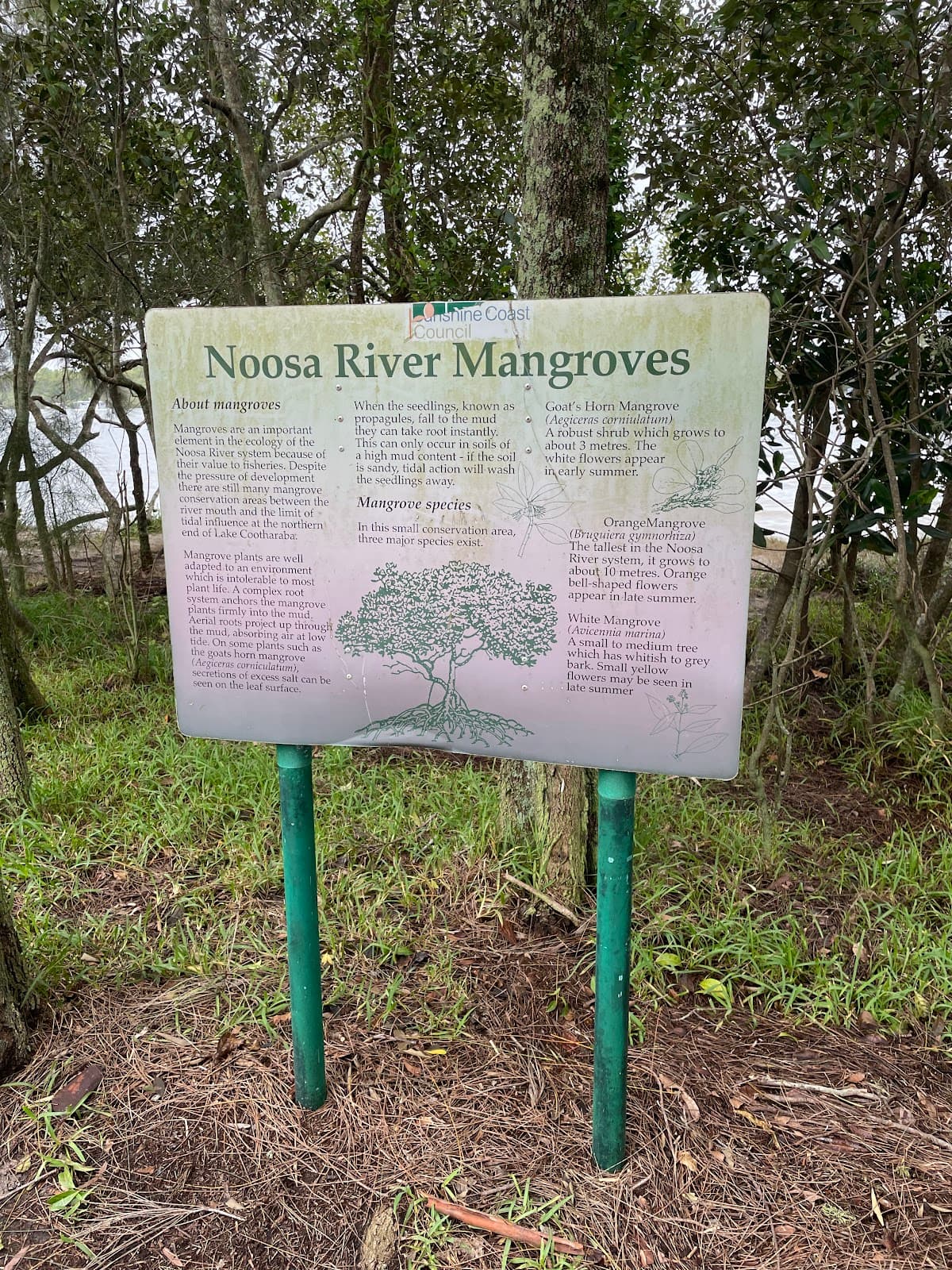 Tewantin Noosa Lions Park photo 5