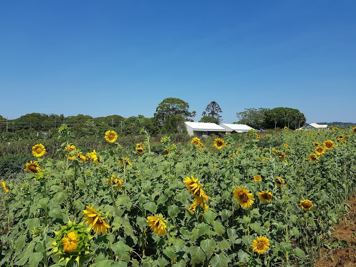 The Farm Byron Bay photo 4
