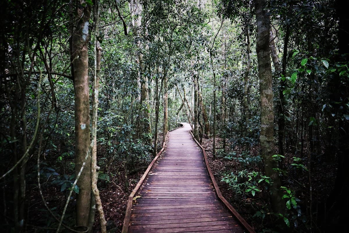 Tree Top Walkway photo 3