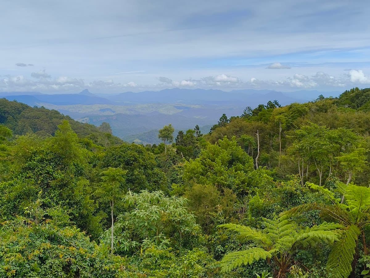 Tree Top Walkway photo 4