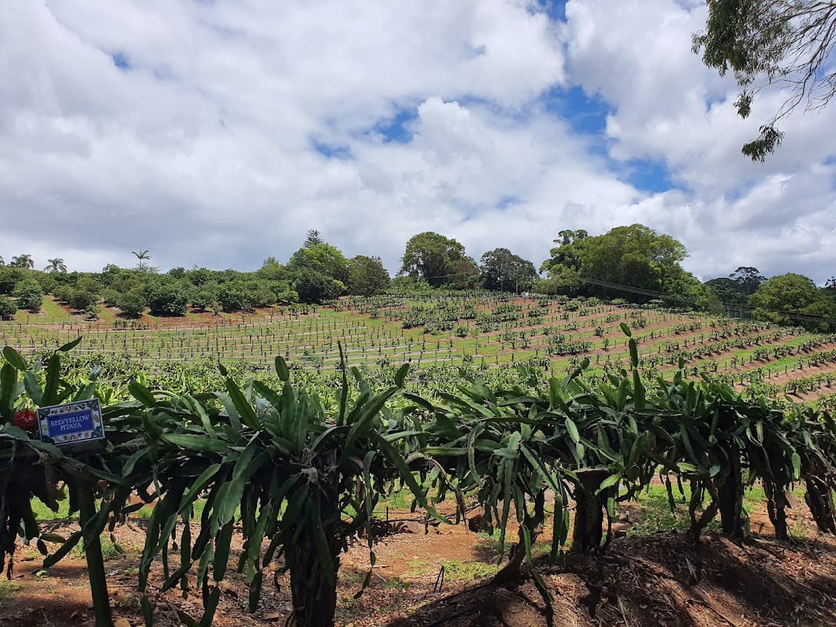 Tropical Fruit World photo 4