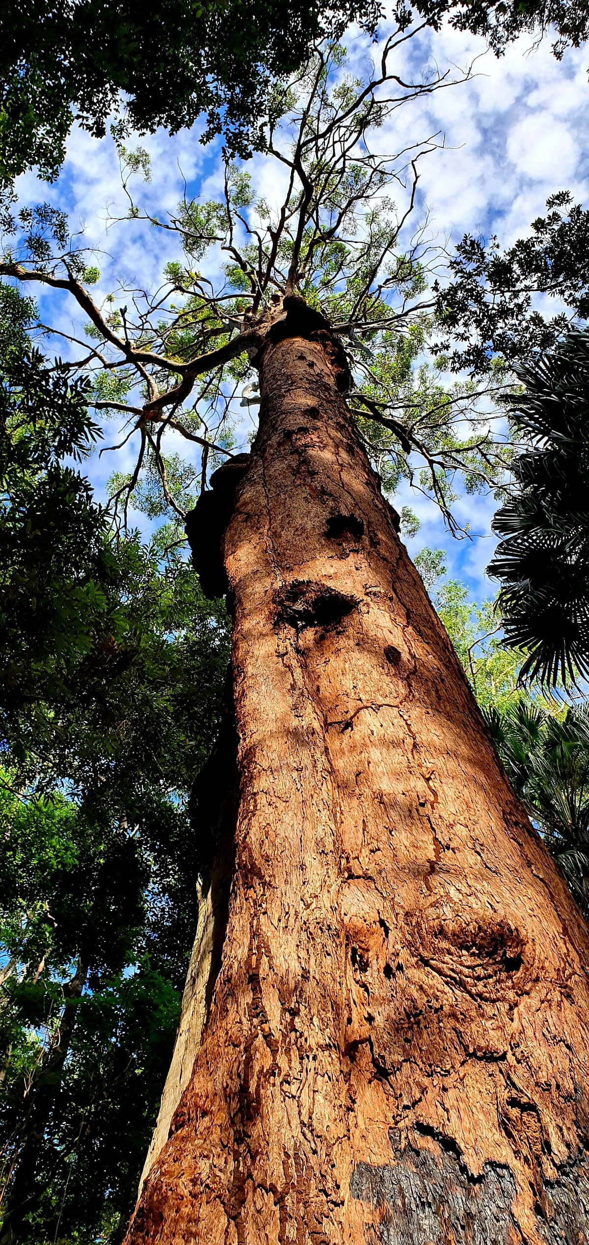 Wooroi Day Use Area photo 5
